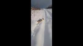 Corgi struggles to bounce through thick snow in Canada