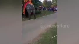 Eleven devotees injured when elephant charges into crowd at Buddhist festival
