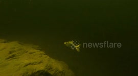 While I was scuba diving in one of the ponds in Sooke Potholes Provincial Park, Canada. A half decayed Chum salmon comes to investigate my camera. These salmon are at the end of their life cycle and literally start decaying alive after spawning.