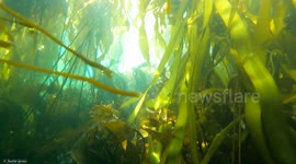 A beautiful montage of underwater footage featuring a kelp forest, and the fish that take refuge in them in Victoria, British Columbia, Canada