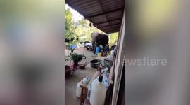 Hungry wild elephant treats resident's home like 'all-you-can-eat buffet'