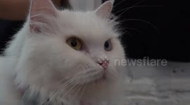 Thai cat cafe lets customers mingle with dozens of fluffy felines