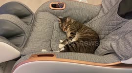 Cute moggie relaxes on owner's massage chair
