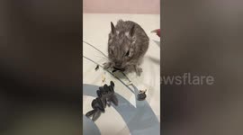 Greedy pet degu squirrel keeps sunflower seeds from owner
