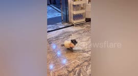 Pirouetting puppy spins wildly before each meal
