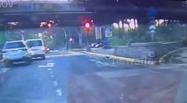 Smart stray dog uses zebra crossing on busy road