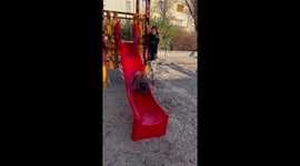 French Bulldog enjoys sliding in the playground more than the kids. Very funny.