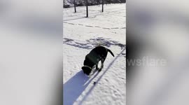 Pet dog enjoys first snow of the year in South Korea