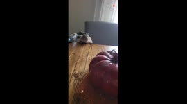 Prairie dog tries his level best to climb a table for food *HE HAD NO CHANCE!*
