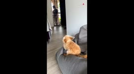 This dog welcomes guests home with an ADORABLE 'Happy Dance'