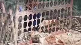 Hapless stray dog rescued after head gets stuck in chicken cage