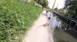 Wild monitor lizard startles passing cyclist when it emerges out of grass