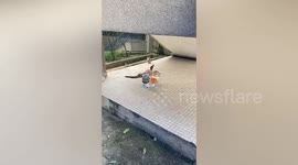 Bemused pet cat looks on as monitor lizard steals its food in Malaysia