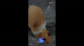 Meet a hamster whose cheek twinkles like a police car!