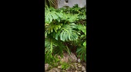 Surprising Huge flower and fruit on Monstera plant