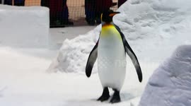 King Emperor Penguins Sliding Down Slope At Christmas In Dubai Mall