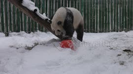 Delighted pandas play in heavy snow