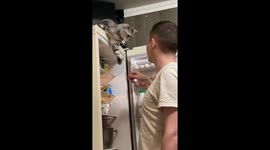 This cat has taken on the role of fridge protector