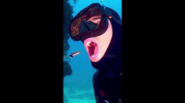 Diver uses LIVING toothbrush as he lets fish clean his mouth underwater
