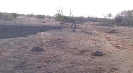 Battle of the big cats: Leopard escapes lioness attack by running up tree