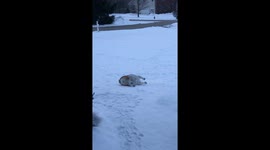 The adorable bulldog loves to slide and play in the snow.