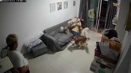Pet Siberian husky dogs give owner a very warm welcome home