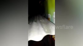 Massive Burmese python caught hiding in couple’s ceiling in the Philippines