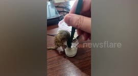 Tiny pet pygmy marmoset monkey fights owner for glass of milk