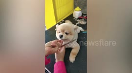 Adorable pet Pomeranian has a slick trim at grooming salon