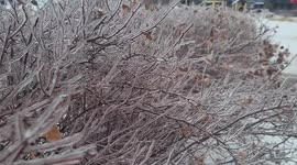 Icy rain covered trees and roads in St Petersburg,  Russia