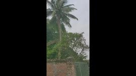 Vietnamese sawmills demonstrate their skills in sewing coconut trees