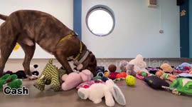 Adorable video shows rescue dogs picking their own Christmas presents