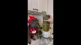 Cute French bulldog helps make Christmas juice in Santa outfit