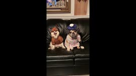 Grandma is currently recovering from a recent hit and run accident with a reindeer.