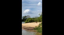 A hunting jaguar sprinted across a beach before leaping on to a caiman