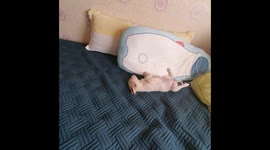 A cute puppy was filmed sleeping. This is a Korean native dog, so cute.