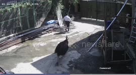Hotheaded ostrich chases loud security guard passing by enclosure