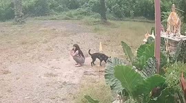 Cheeky pet dog kicks owner’s bottom while she was busy scrolling on her phone