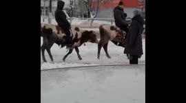 Residents spotted riding cows around snow-covered streets of Russian city