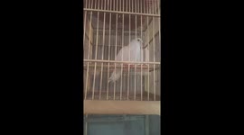 Color mutant pied cuckoo can understand and sing along with the man