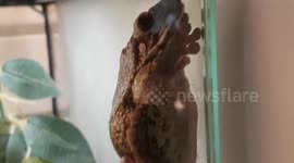 Tree black spotted Frog was clinging on to the glass tank looking out