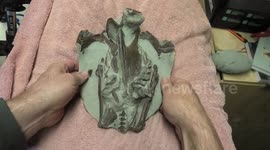 3-to-6-million-year-old penguin fossil exposed