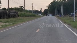 Herd of wild elephants cross road at dawn in Thailand