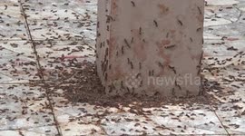 Hairy caterpillar army attacks Buddhist temple in southern Thailand