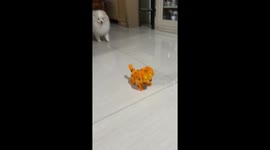 Curious Pomeranian has a BAD feeling about the new dog toy in her house