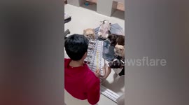 Six curious French Bulldogs listen to owner play Christmas song on xylophone