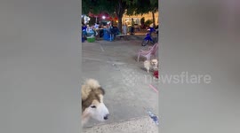 Hot-tempered tiny Pomerianian chases away Siberian Husky dog twice its size