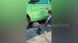 Pet turtle rescued after wandering under pickup truck and getting stuck