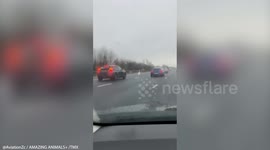 Brave swan takes a daring walk - by strolling into oncoming traffic on UK motorway