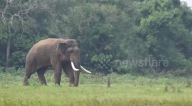 OMG.....very rare sighting,  a tusker push ihs tusk on the mud to show his power